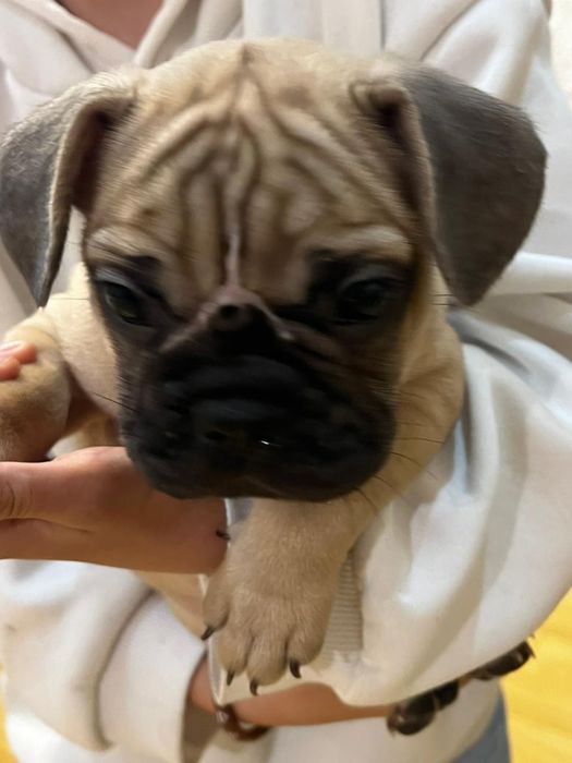 Продається французький бульдог