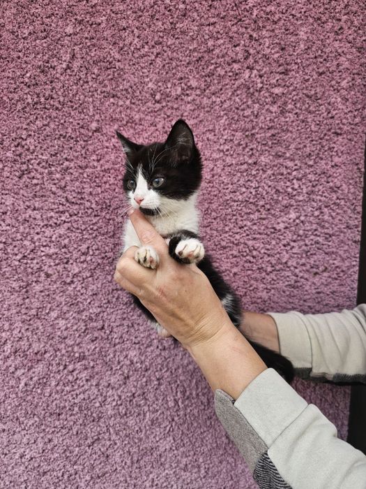 Кошенятко- хлопчик в добрі руки