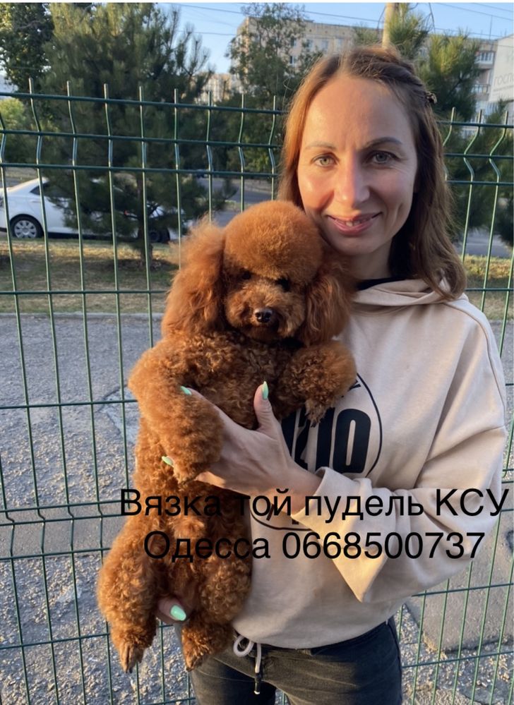 Вязка той пудель КСУ
