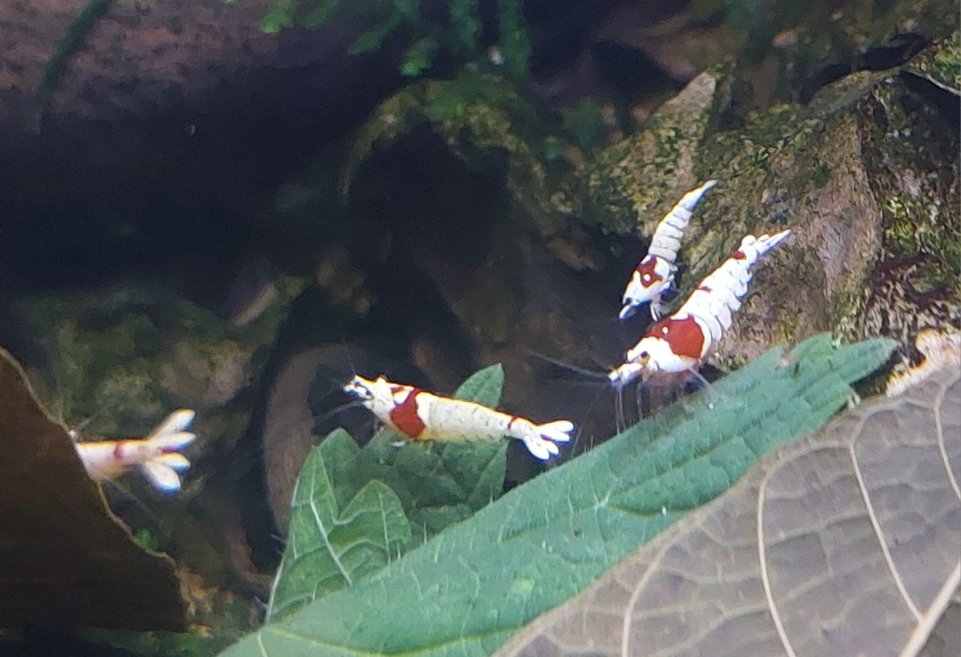 Krewetki caridina PRL cristal