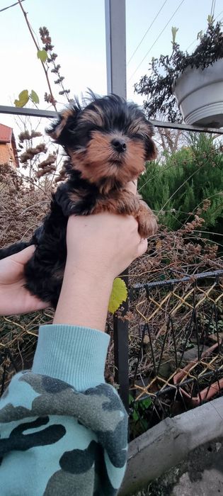 Очаровательный Мальчик Мини!