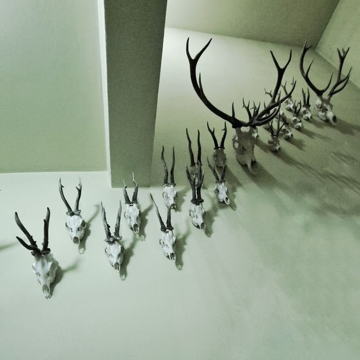 Poroże kozła kozły jeleń