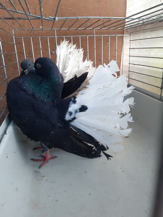 Gołebie pawiki ozdobne