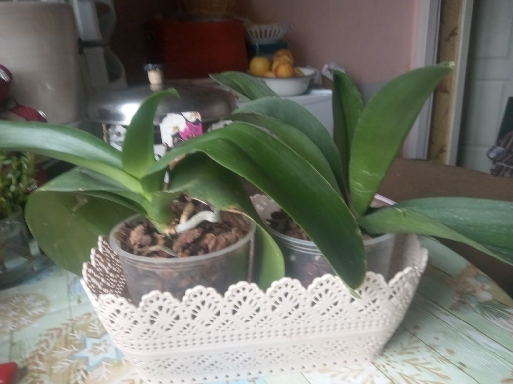Продам орхидею фаленопсис цвет сюрприз