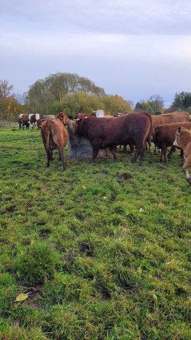 Sprzedam Byka rozplodnika