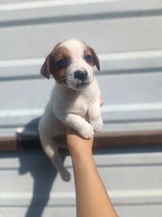 Щенки Одесса Джек Рассел Терьер