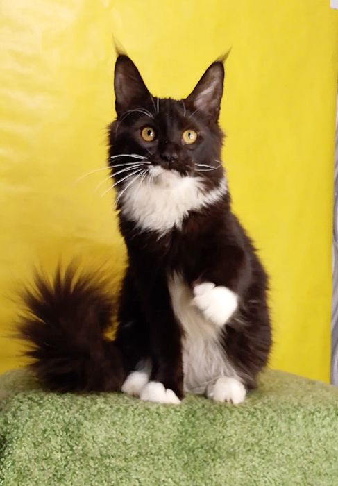 Крупный котёнок Мейн -кун в окрасе n 03