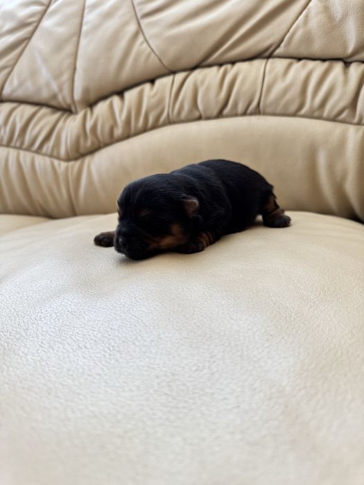 Йоркширський терєр