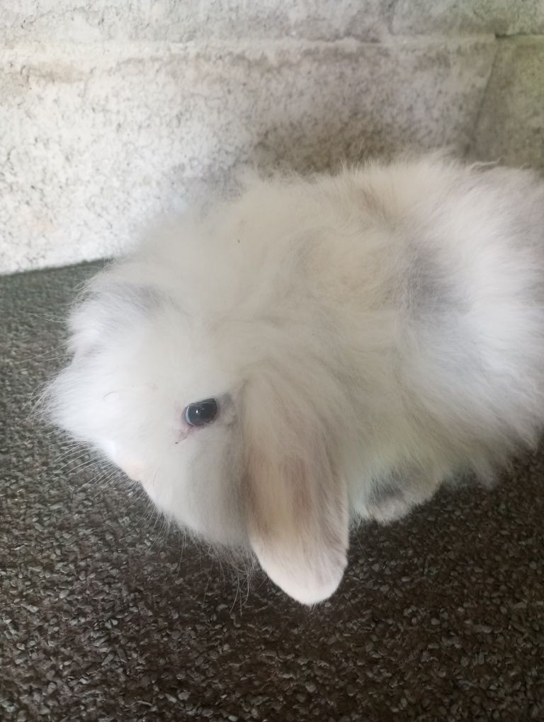 Coelhos anões - mini lop