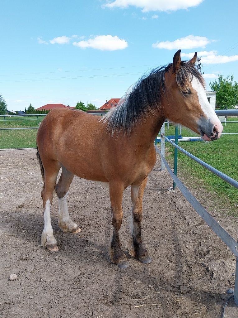 Klacz, duży kuc, tinker haflinger klaczka