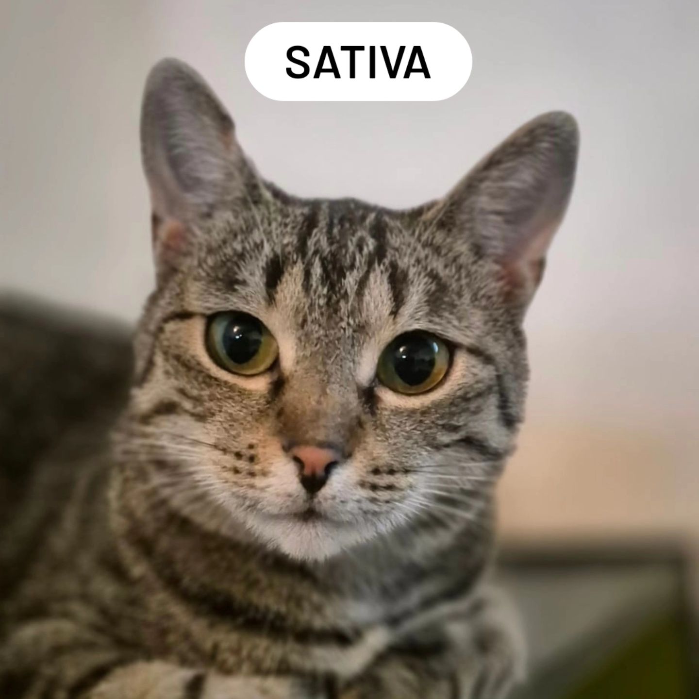 Proludzka kotka do adopcji