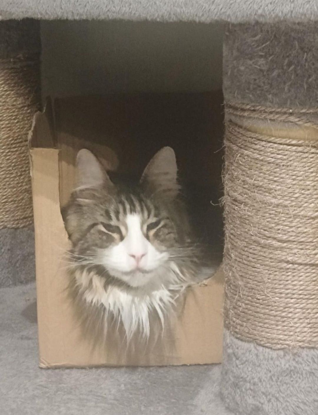 Kot Maine Coon Hades z wyprawką