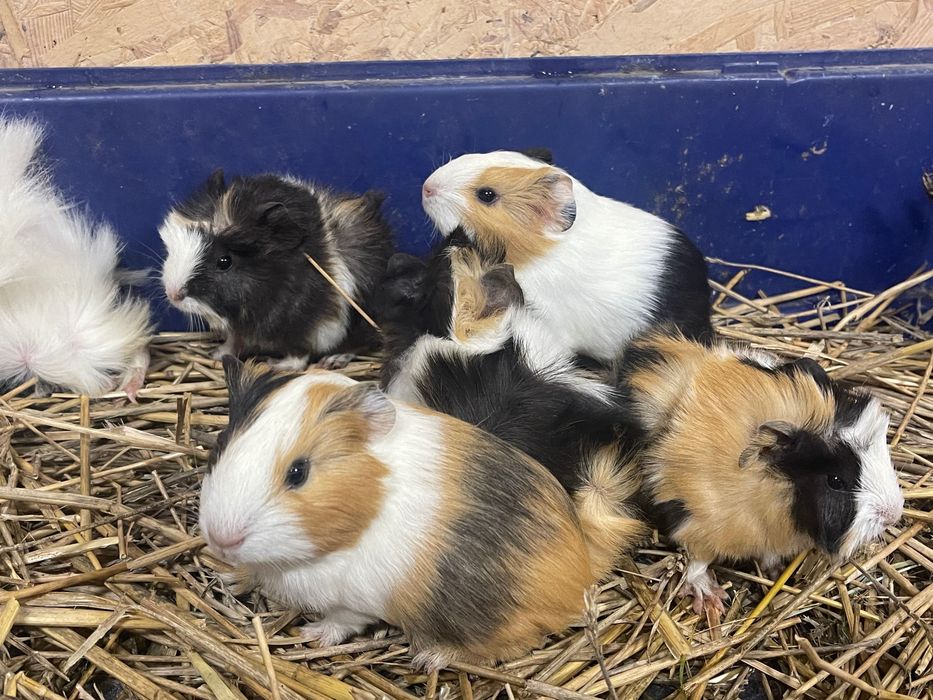 Swinki morskie -peruwianskie