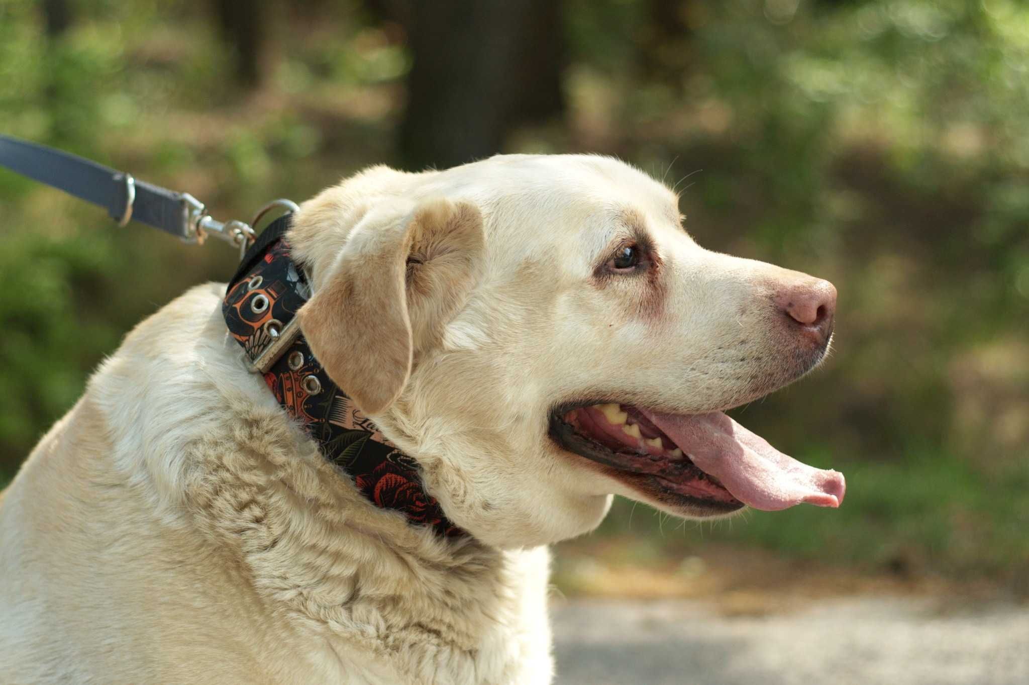 HENIS - psiak w typie labradora pilnie potrzebuje pomocy