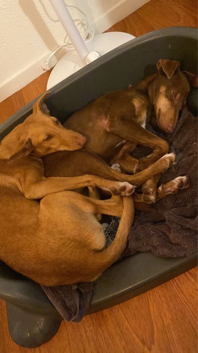 CARYA - cachorra para adoção responsavek