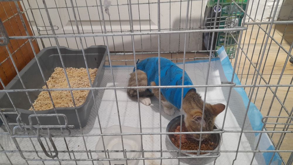 Готель для кішок, перетримка