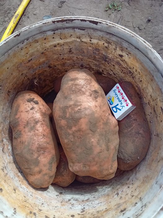 Семенной картофель