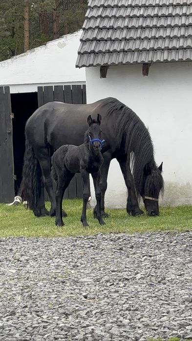 Klacz fryzyjska 100% spokój