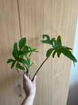 Filodendron pedatum sadzonki