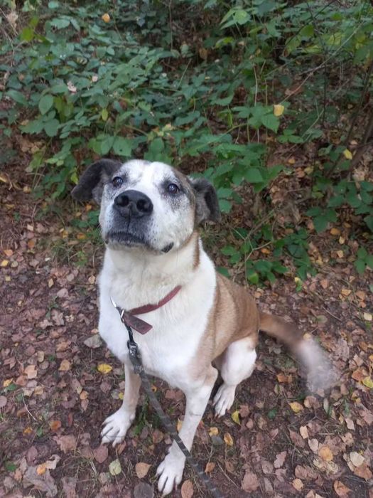 Pilnie! Jarzyna-DUŻY, przytulaśny, ŁAGODNY-możliwy dowóz