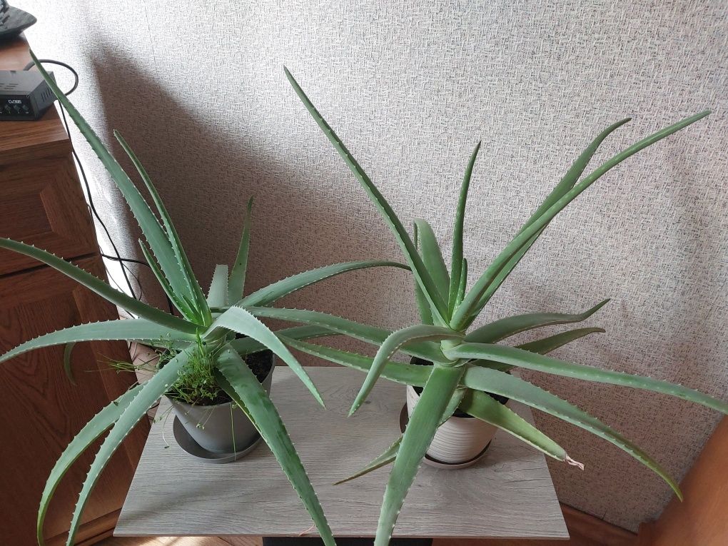 Aloes duzy w doniczce