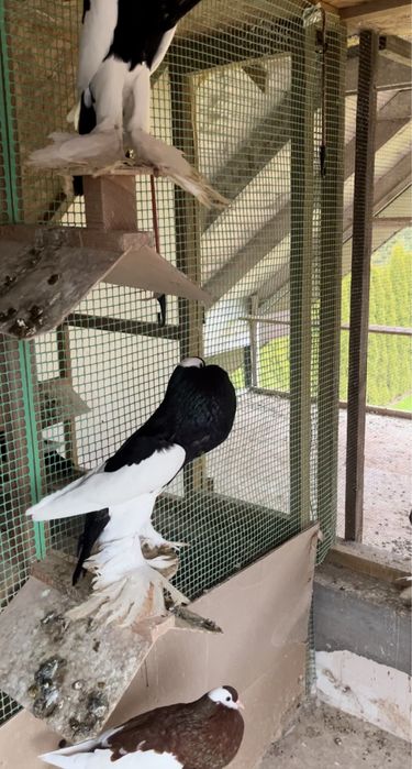 Garłacz Siodłaty Łapciaty Garłacz Czeski CZARNA SAMICA 2024