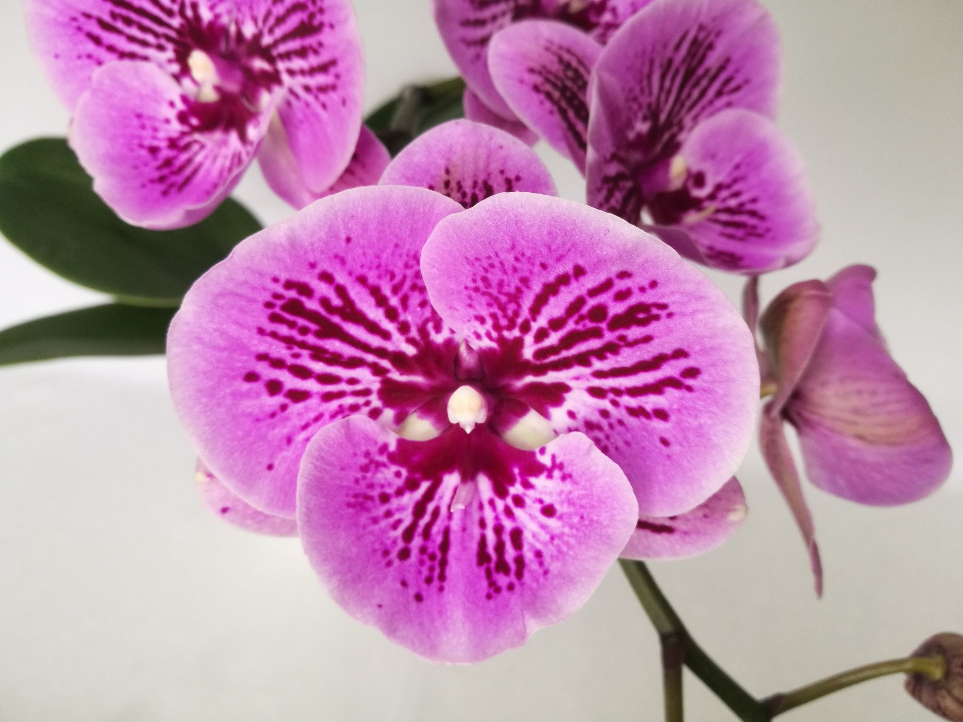 Продам домашню орхідею біг-ліп 500 грн.