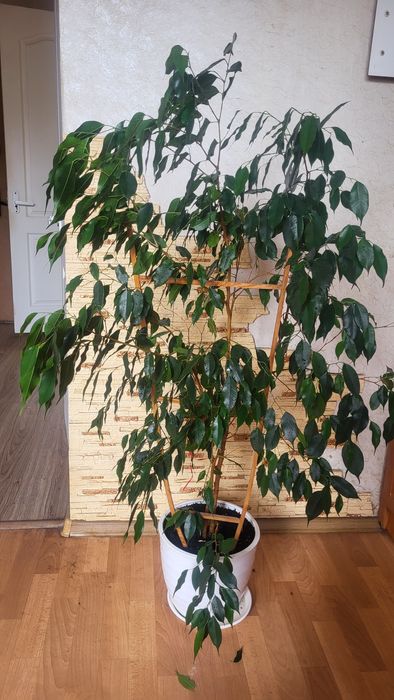 Фікус Бенджаміна