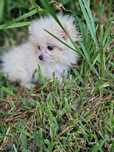 Lulu Pomerânia C/LOP Macho Spitz Alemão Anão
