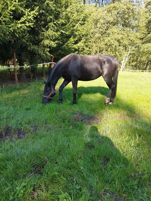 Sprzedam klacz śląską