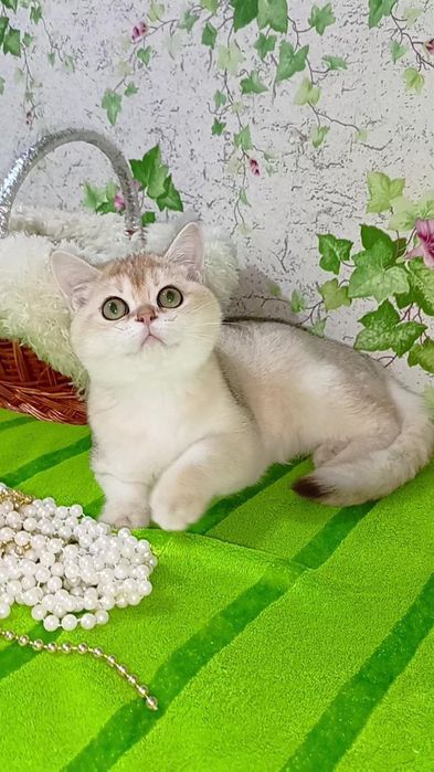 Девочка золотая шиншилла. Шотландская прямоухая