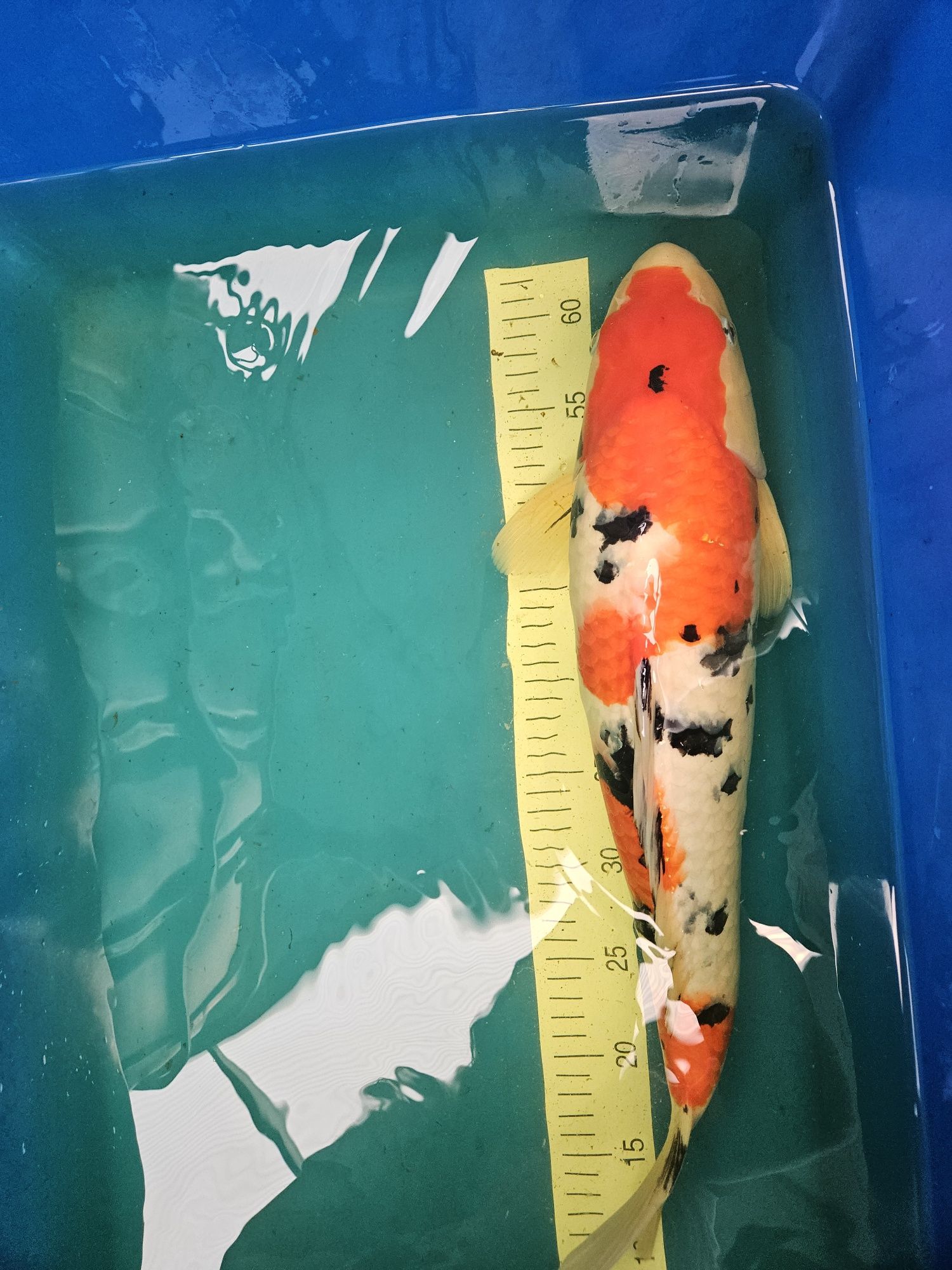 Carpa Koi - SANKE NISAI SAKAI 52CM