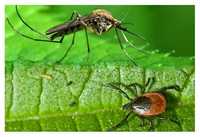 Opryski przeciw kleszczom,komarom,pająkom,bezpiecznie,skutecznie.