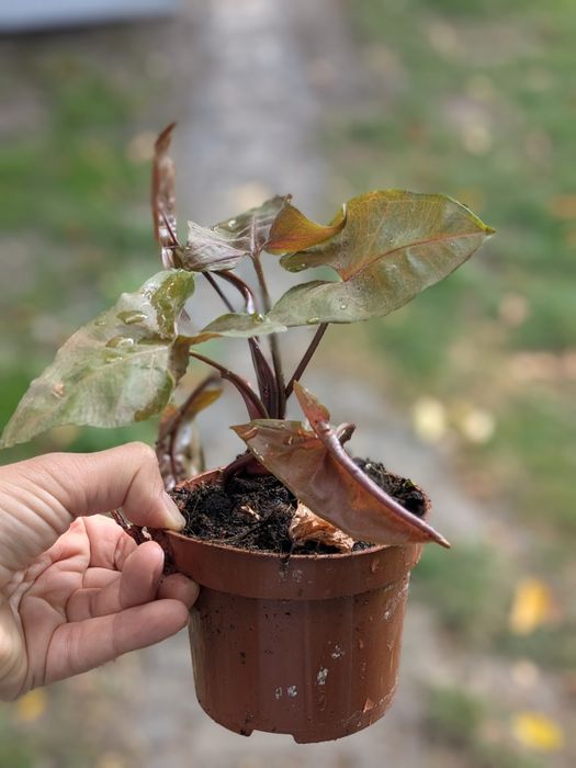 Syngonium kwiat domowy