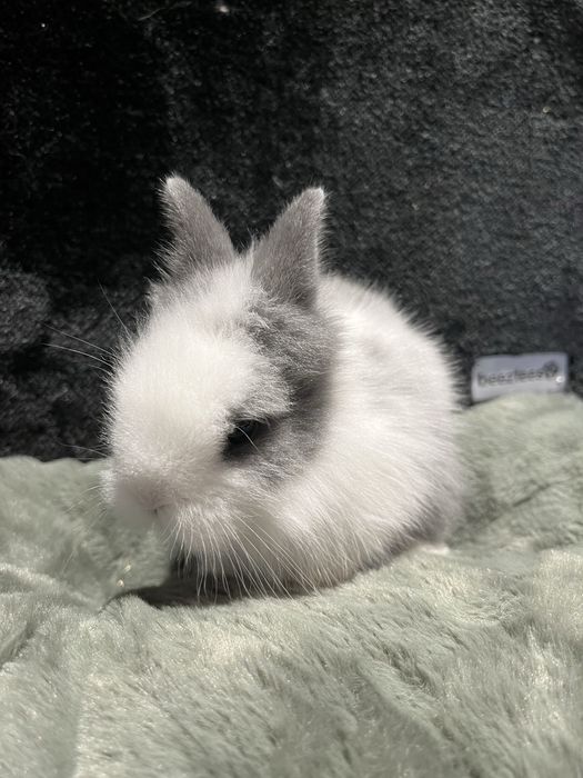 Króliczek Karzełek Teddy Aqualife