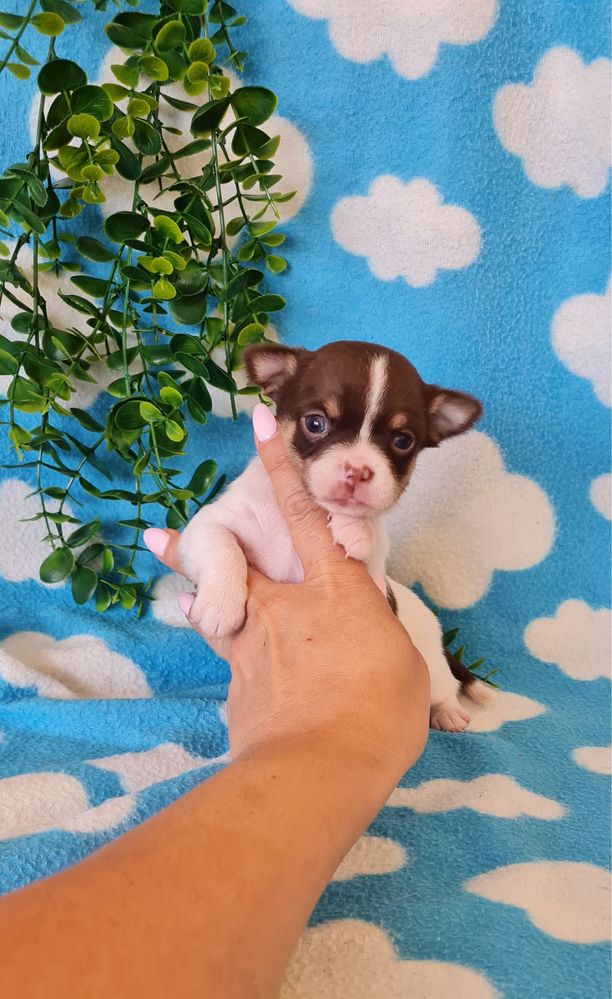 Excelente chocolatinho Chihuahua/Chiuaua de Qualidade