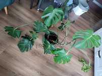 Monstera deliciosa