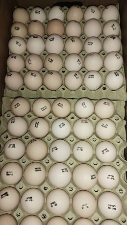 Яйця для інкубації курей різних порід