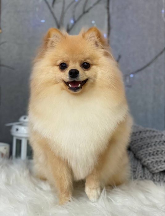 Померанський Шпіц  запрошує на вʼязку