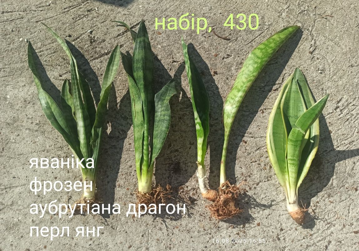 Набори Сансевієрій по бюджетній ціні