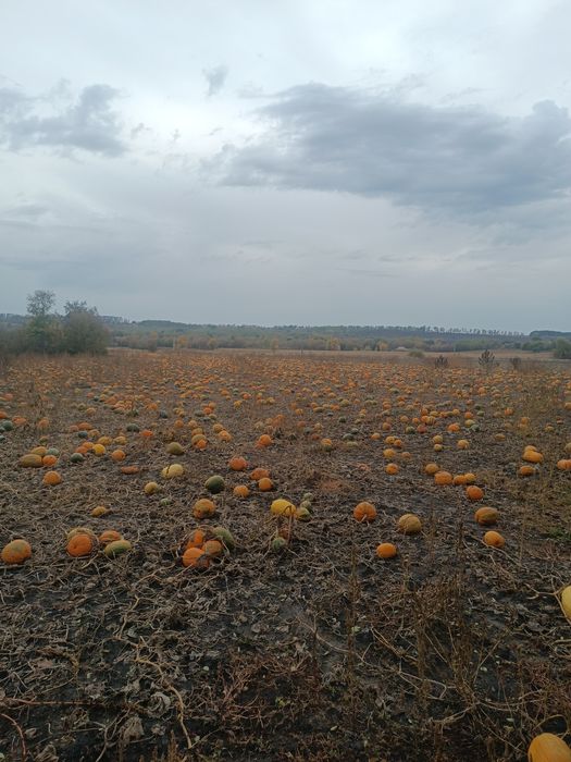 Насіння гарбузове