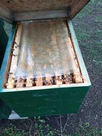 Продам бджіл  рамка Дадан
