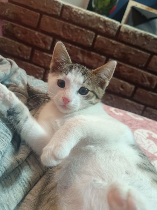 Koteczka Leydi do adopcji