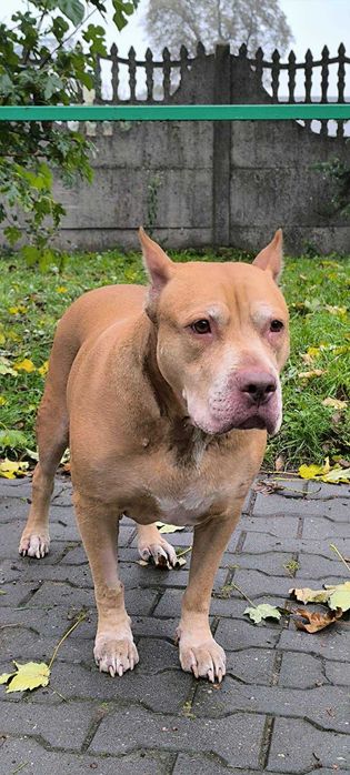 Spokojna, łagodna Baryłka do adopcji