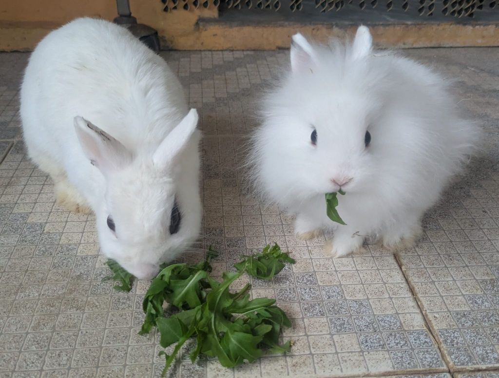Coelhos anões bebés