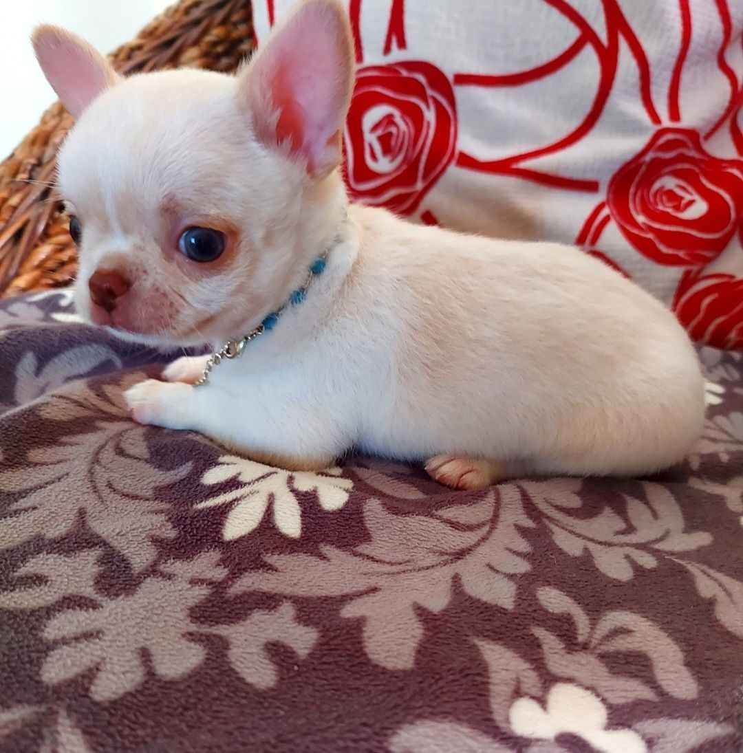 Espetacular Chihuahua Machinho