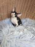 Śliczny kocurek Devon rex