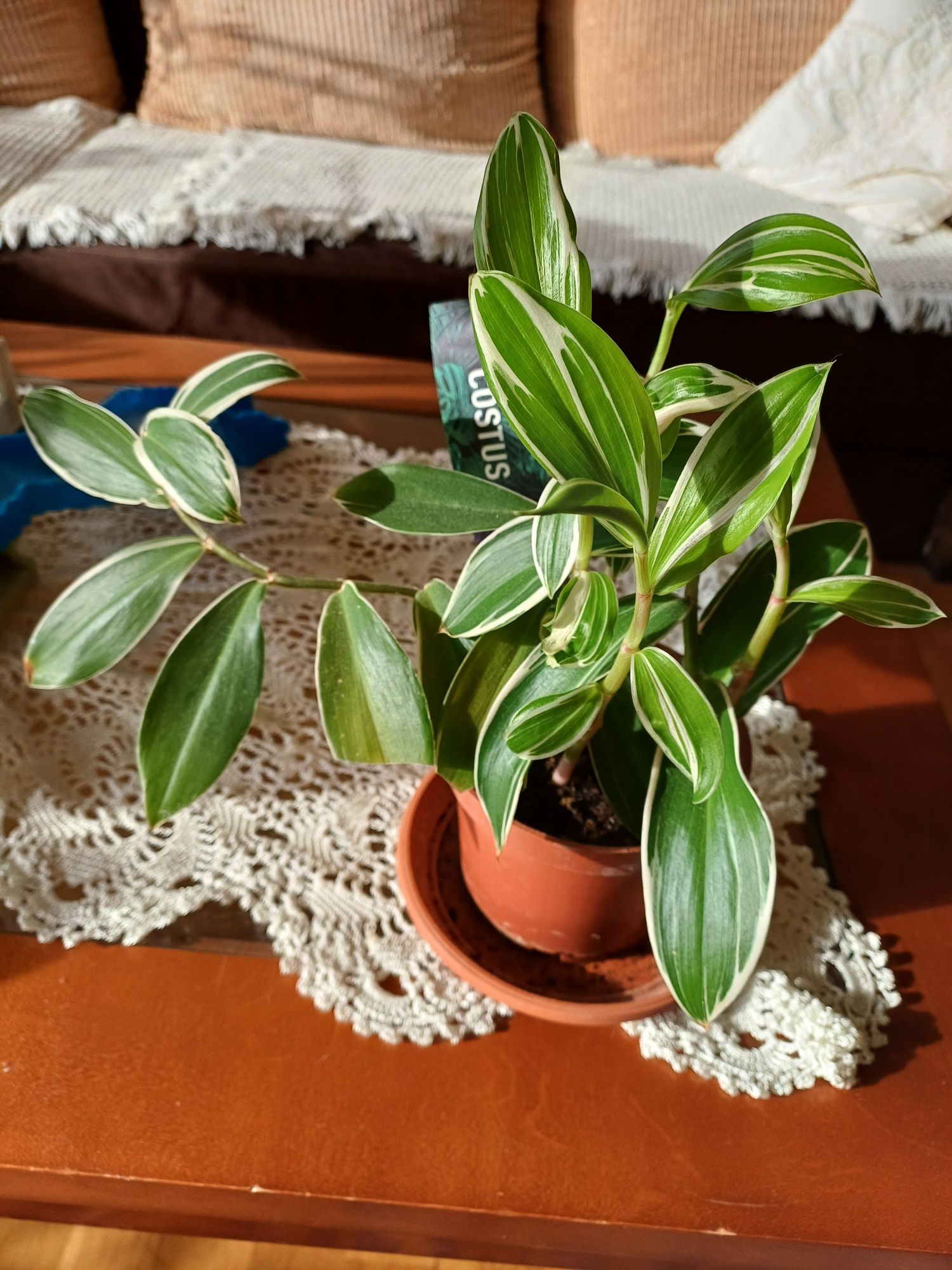 Costus roślina doniczkowa