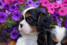 Piesek tricolor Cavalier King Charles Spaniel