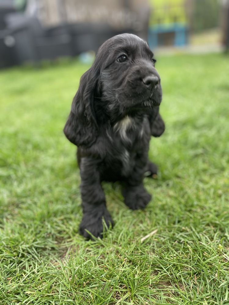 Suczka cocker spaniel angielski czarna z bialym badania genetyczne